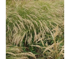 Struisriet - Calamagrostis acutiflora 'Overdam'