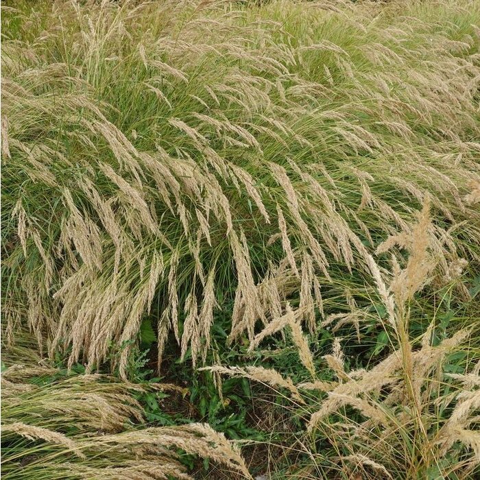 Struisriet - Calamagrostis acutiflora 'Overdam'