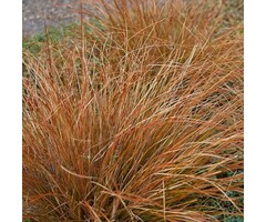 Zegge - Carex buchananii