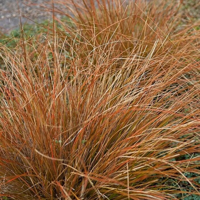 Zegge - Carex buchananii