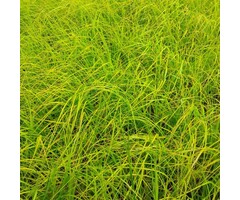 Zegge - Carex elata 'Aurea'