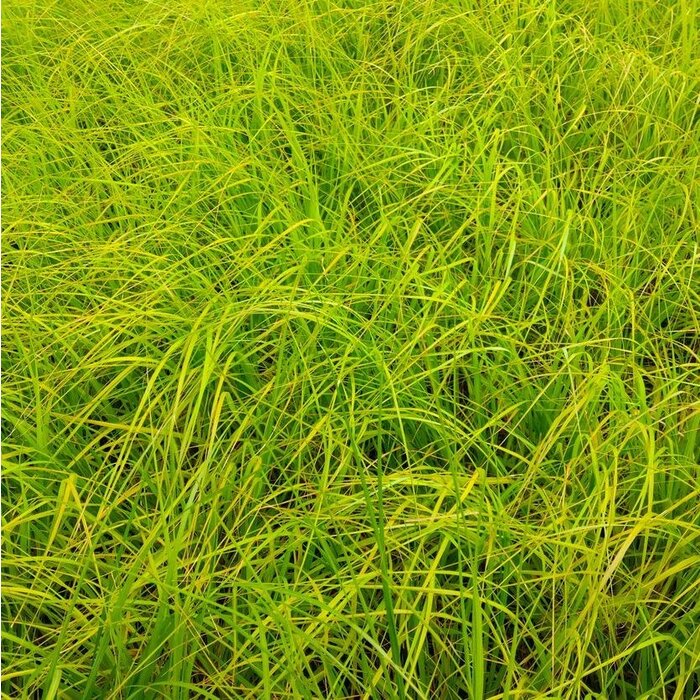 Zegge - Carex elata 'Aurea'