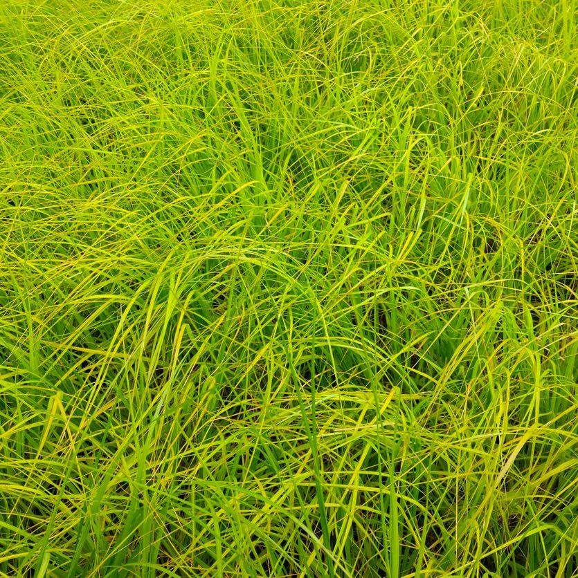 Zegge - Carex elata 'Aurea'