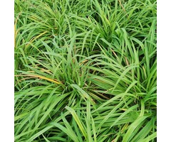 Zegge - Carex morrowii 'Mosten'