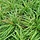 Zegge - Carex morrowii 'Mosten'