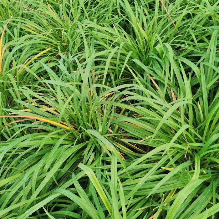 Zegge - Carex morrowii 'Mosten'