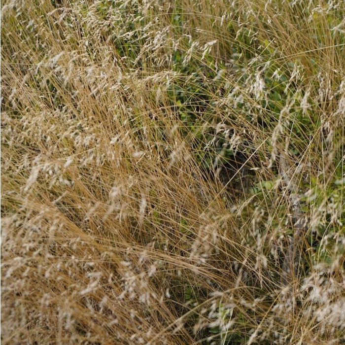 Ruwe smele - Deschampsia cespitosa 'Goldschleier'