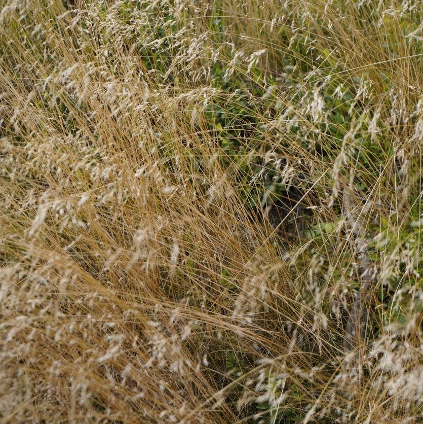 Ruwe smele - Deschampsia cespitosa 'Goldschleier'