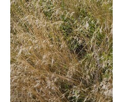 Ruwe smele - Deschampsia cespitosa 'Palava'