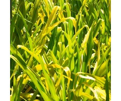 Borstgierstgras - Milium effusum 'Aureum'