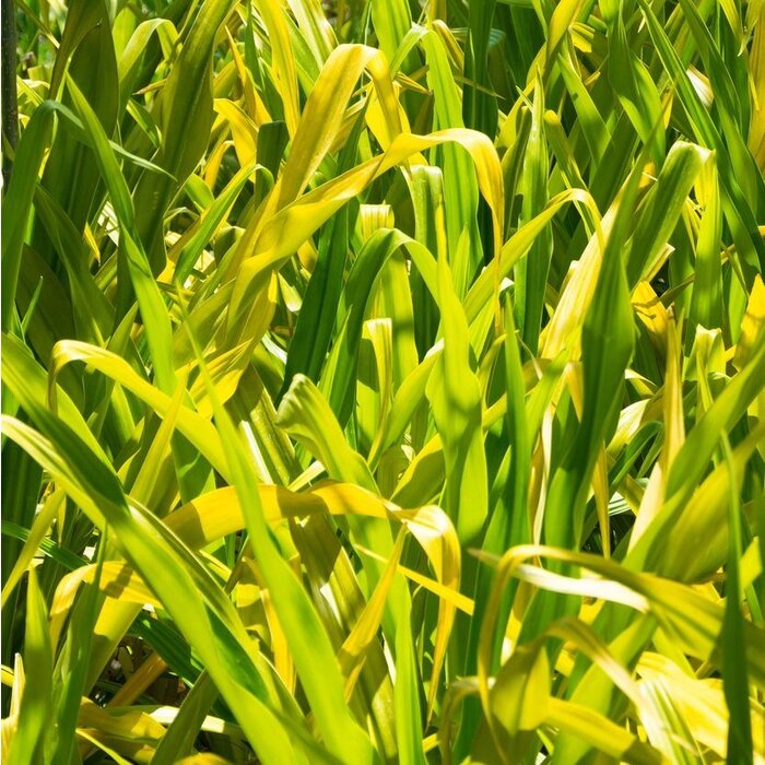 Borstgierstgras - Milium effusum 'Aureum'