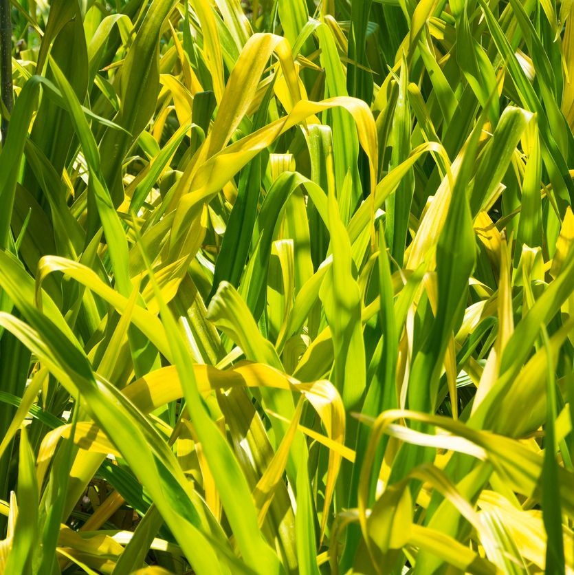 Borstgierstgras - Milium effusum 'Aureum'