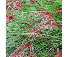 Prachtriet - Miscanthus sinensis 'Roter Pfeil'