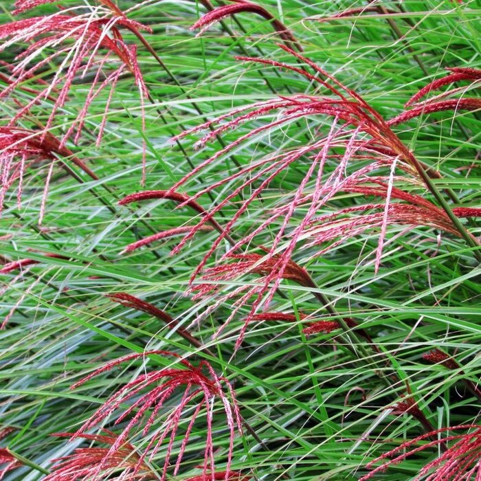 Prachtriet - Miscanthus sinensis 'Roter Pfeil'