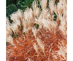 Prachtriet - Miscanthus sinensis 'Ruby Cute'