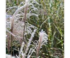 Prachtriet - Miscanthus sinensis 'Silberfeder'