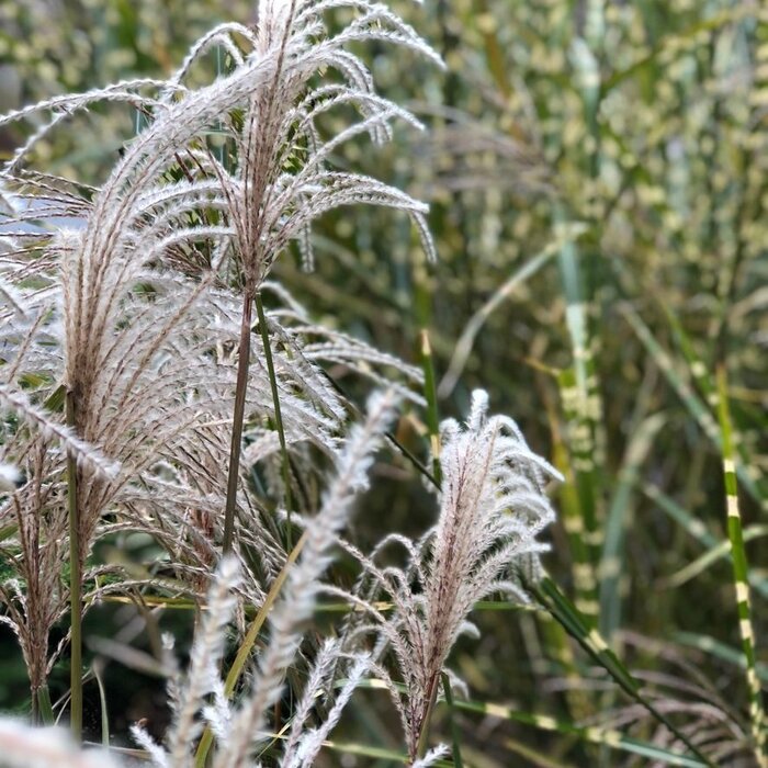 Prachtriet - Miscanthus sinensis 'Silberfeder'