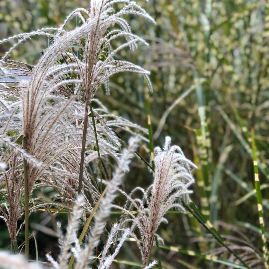 Prachtriet - Miscanthus sinensis 'Silberfeder'