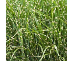 Prachtriet - Miscanthus sinensis 'Zebrinus'