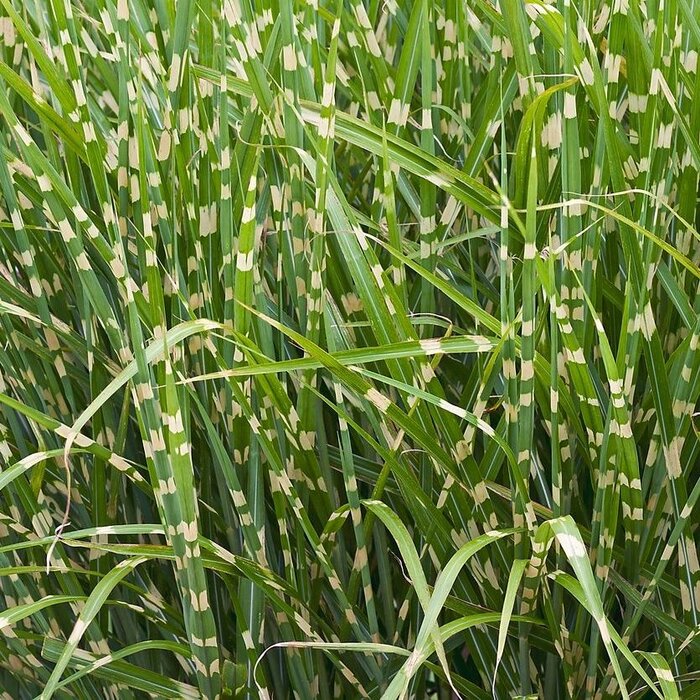 Prachtriet - Miscanthus sinensis 'Zebrinus'
