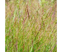 Vingergras - Panicum virgatum 'Shenandoah'