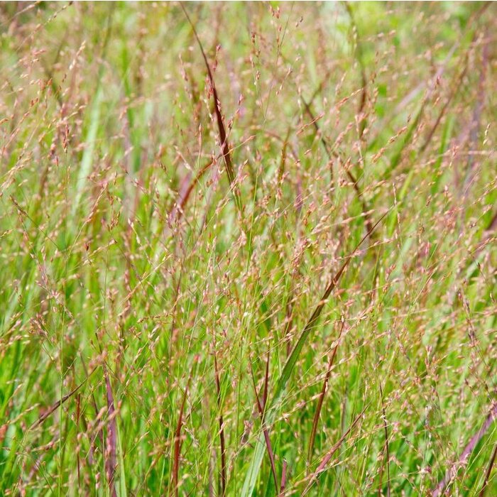Vingergras - Panicum virgatum 'Shenandoah'