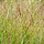 Vingergras - Panicum virgatum 'Strictum'