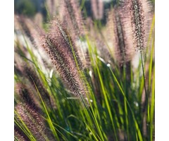 Lampenpoetsersgras - Pennisetum alopecuroides 'Redhead'