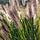 Lampenpoetsersgras - Pennisetum alopecuroides 'Redhead'