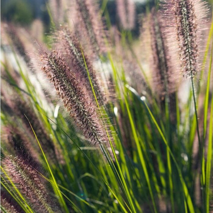 Lampenpoetsersgras - Pennisetum alopecuroides 'Redhead'
