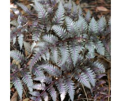 Regenboogvaren - Athyrium niponicum pictum