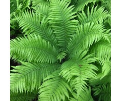 Struisvaren - Matteuccia struthiopteris