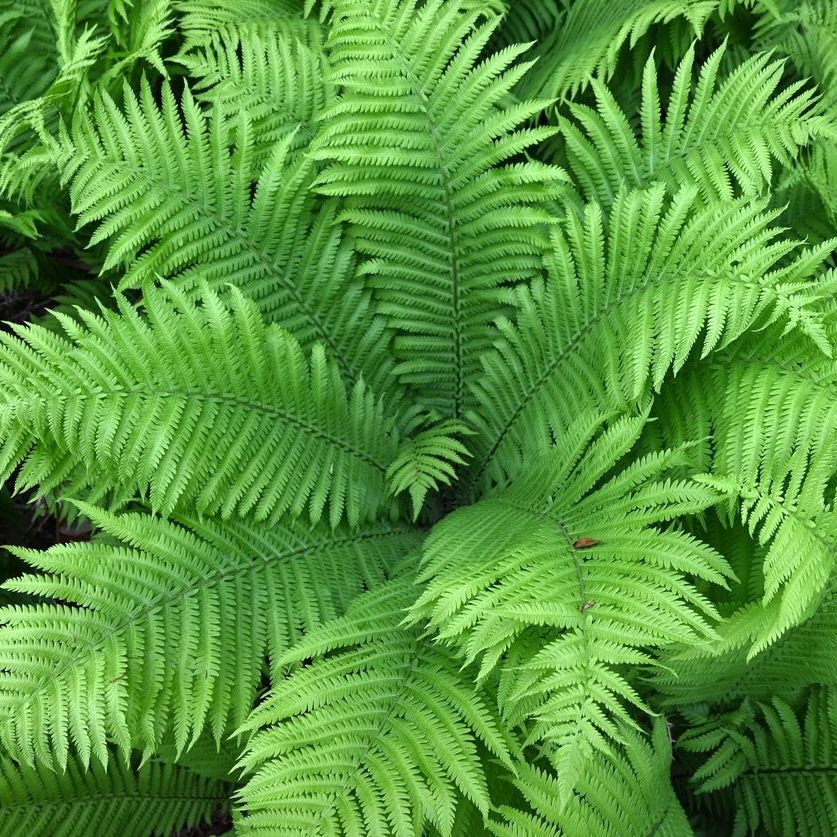 Struisvaren - Matteuccia orientalis