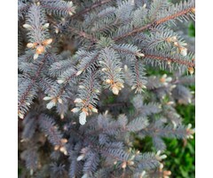 Blauwe spar - Picea pungens 'Super Blue'