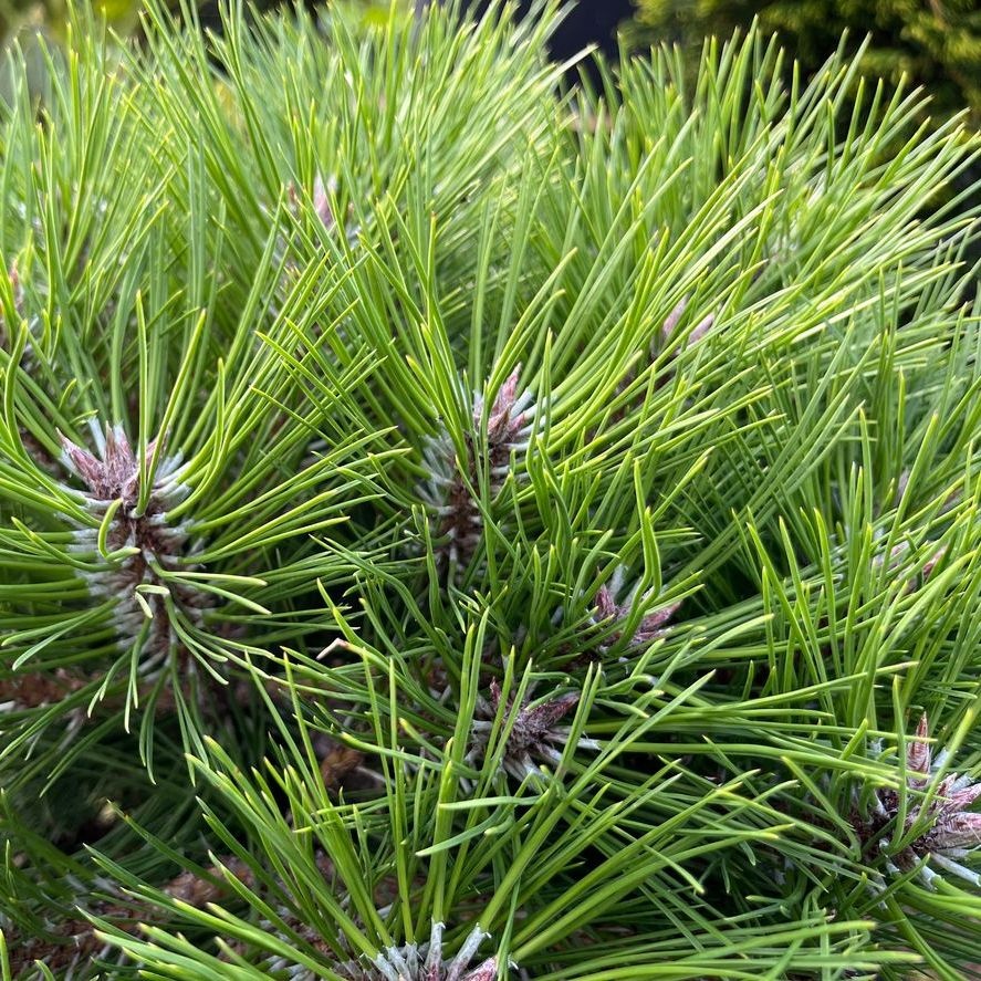 Japanse rode den - Pinus densiflora 'Jane Kluis'