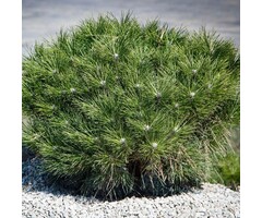 Japanse rode den - Pinus densiflora 'Low Glow'