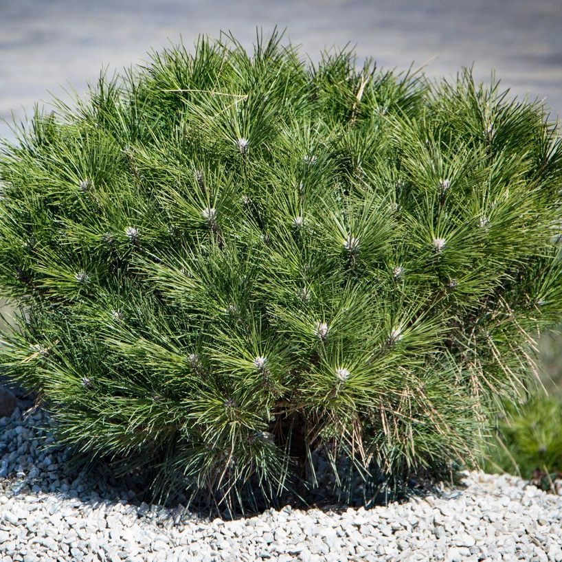 Japanse rode den - Pinus densiflora 'Low Glow'