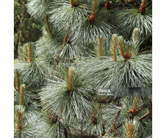 Koreanse den - Pinus koraiensis 'Silveray'