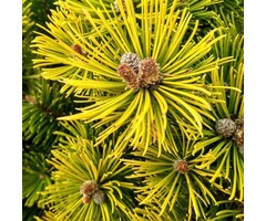 Dwergden - Pinus mugo 'Golden Glow'