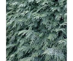 Blauwe haagconifeer - Chamaecyparis lawsoniana 'Columnaris'
