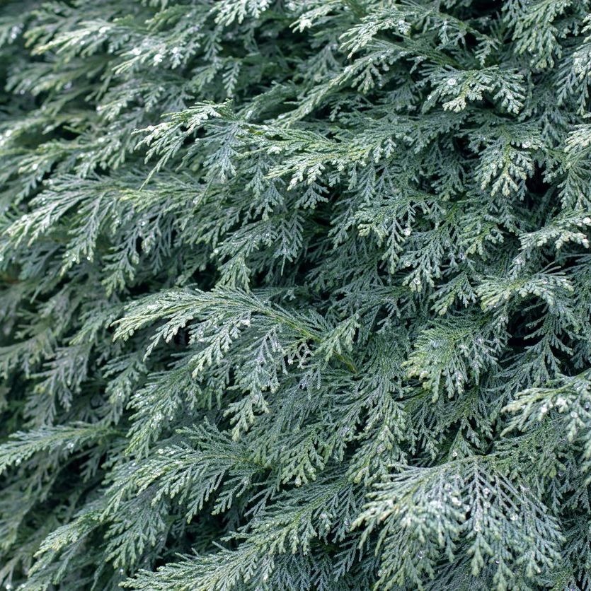 Blauwe haagconifeer - Chamaecyparis lawsoniana 'Columnaris'