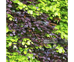 Gemengde beukenhaag pakket rood en groen