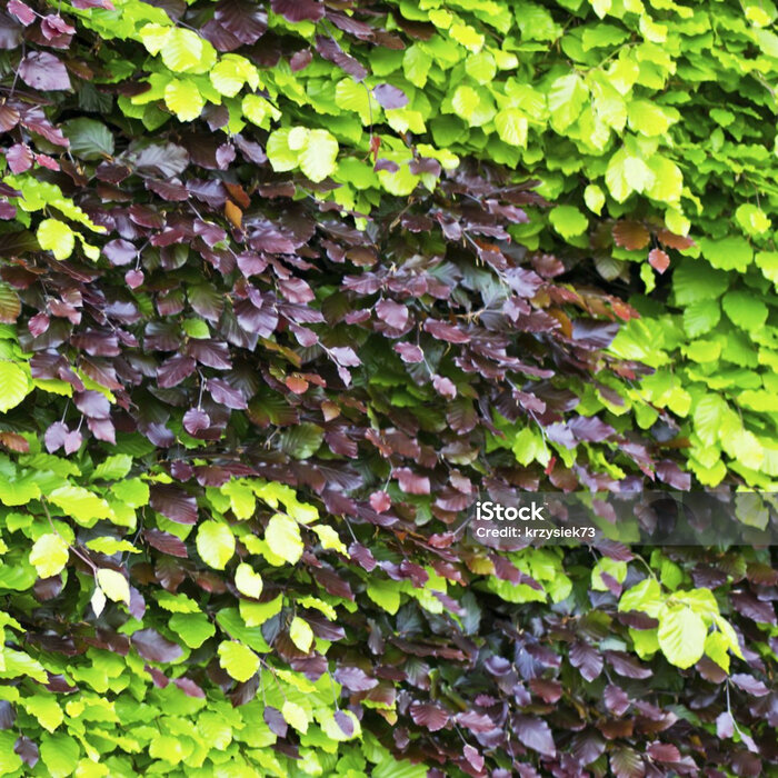 Gemengde beukenhaag pakket rood en groen (4 m1)