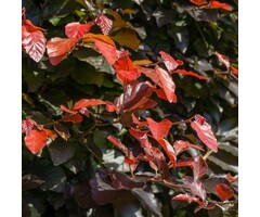 Rode beukenhaag (Kale wortel) - Fagus sylvatica 'Atropunicea'