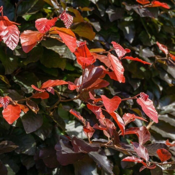 Rode beukenhaag (Kale wortel) - Fagus sylvatica 'Atropunicea'