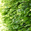 Fagus sylvatica - Groene beukenhaag (Kale wortel)