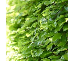 Fagus sylvatica - Groene beukenhaag (Kale wortel)