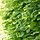 Fagus sylvatica - Groene beukenhaag (Kale wortel) PRE-ORDER