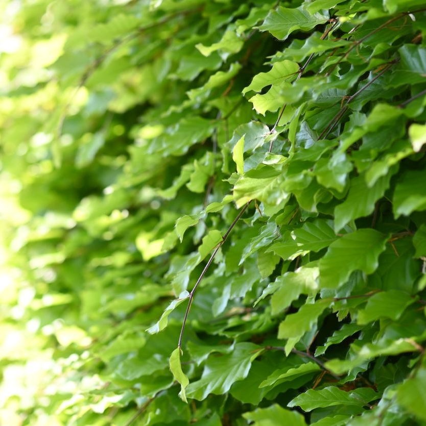 Fagus sylvatica - Groene beukenhaag (Kale wortel) PRE-ORDER