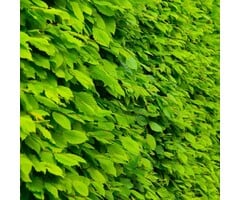 Carpinus betulus - Haagbeuk (Kale wortel)
